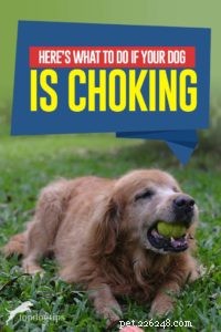 Immediate Actions When Your Dog Starts Choking