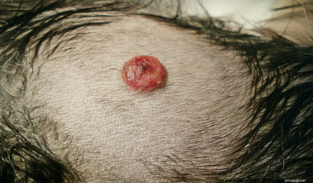 Top 5 Most Dangerous Canine Cancers: Early Signs & Modern Treatments