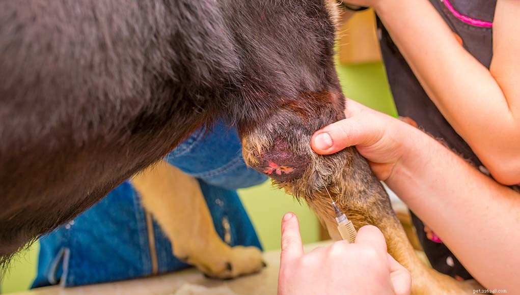 Top 5 Most Dangerous Canine Cancers: Early Signs & Modern Treatments