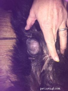 Top 5 Most Dangerous Canine Cancers: Early Signs & Modern Treatments