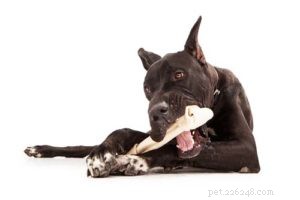 Dog Teeth Whitening: Explore Trusted Options for a Healthier Smile