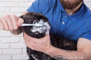 Dog Teeth Whitening: Explore Trusted Options for a Healthier Smile