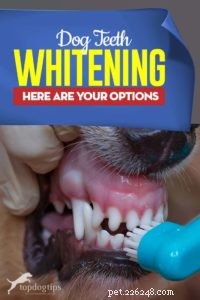 Dog Teeth Whitening: Explore Trusted Options for a Healthier Smile