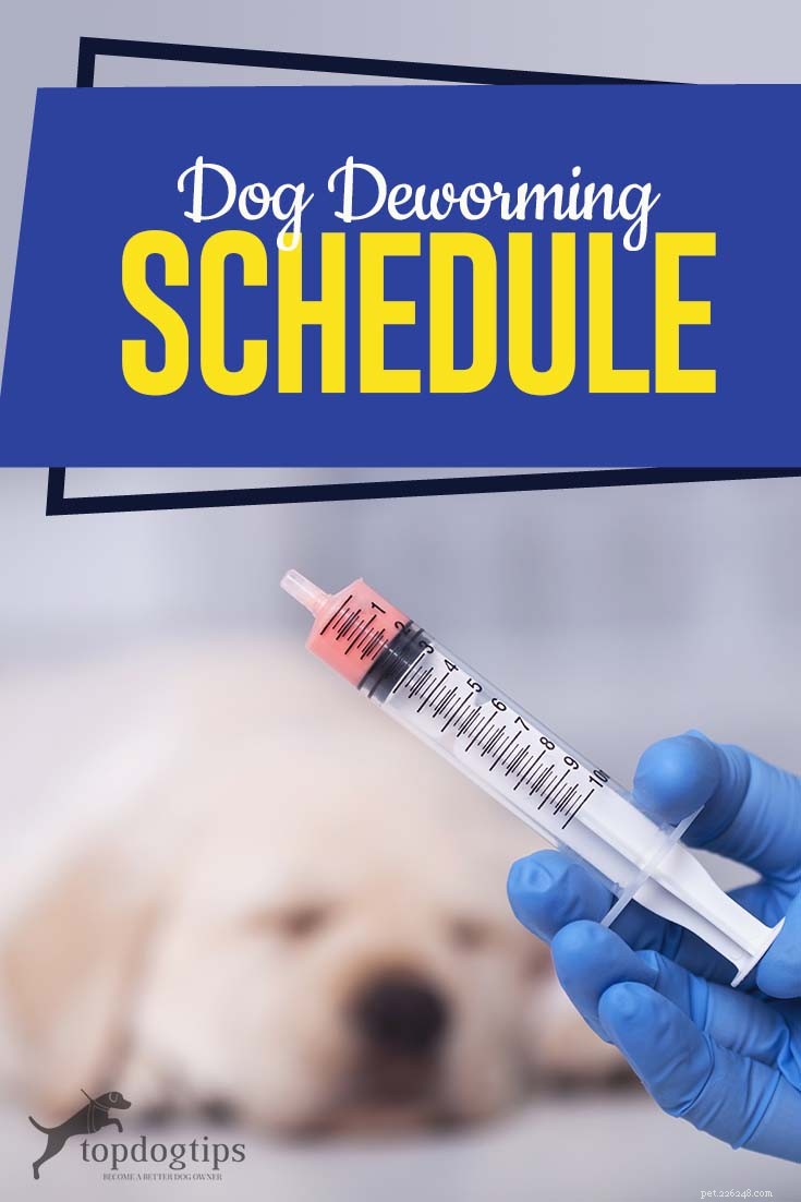 Comprehensive Guide to Your Dog’s Deworming Schedule