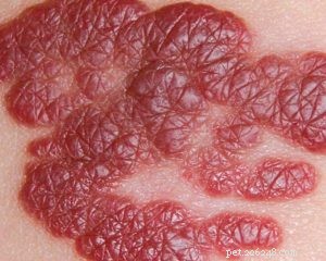 Hemangioma in Dogs: Identification, Treatment, and Prevention