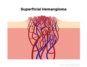 Hemangioma in Dogs: Identification, Treatment, and Prevention