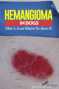 Hemangioma in Dogs: Identification, Treatment, and Prevention