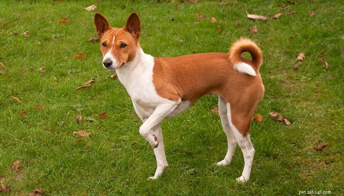 Expert Guide to Dog Pain Management: Spotting and Easing Canine Pain
