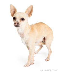 Expert Guide to Dog Pain Management: Spotting and Easing Canine Pain