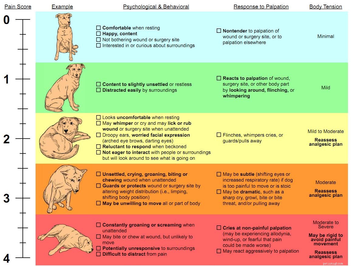 Expert Guide to Dog Pain Management: Spotting and Easing Canine Pain