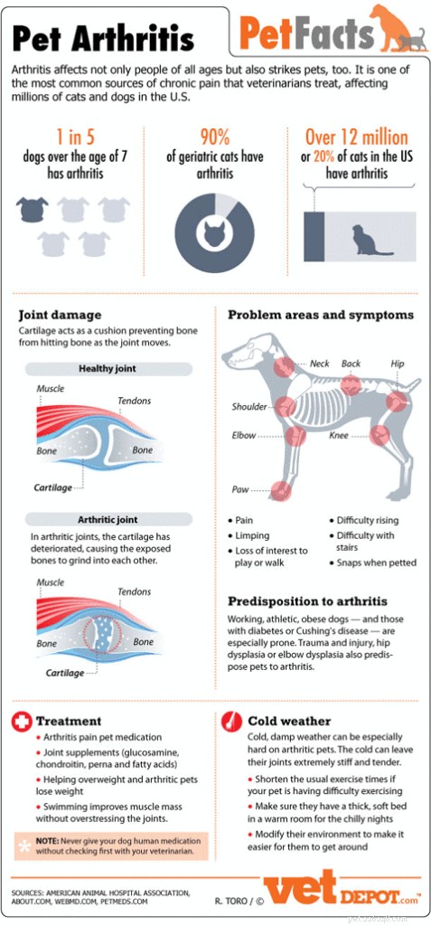 Expert Guide to Dog Pain Management: Spotting and Easing Canine Pain
