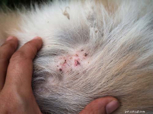 Dog Back Bumps: 7 Common Causes & How to Respond