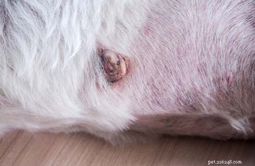 Dog Back Bumps: 7 Common Causes & How to Respond