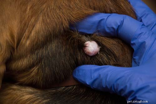 Dog Back Bumps: 7 Common Causes & How to Respond