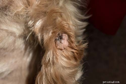 Dog Back Bumps: 7 Common Causes & How to Respond