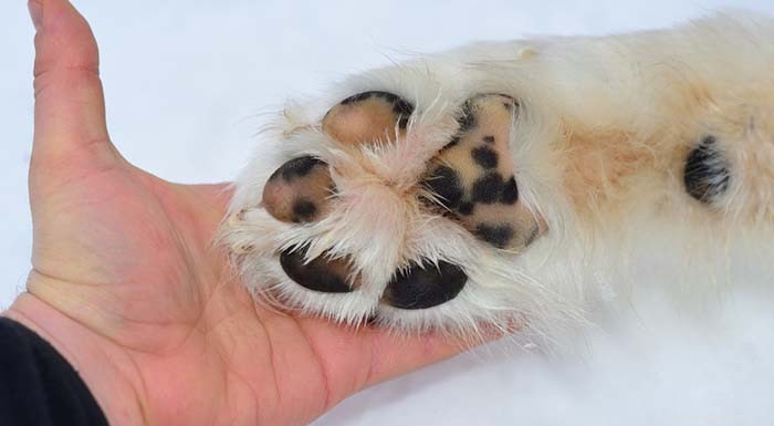 5 Proven Methods to Safeguard Your Dog’s Paws During Winter