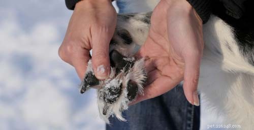 5 Proven Methods to Safeguard Your Dog’s Paws During Winter