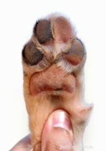 5 Proven Methods to Safeguard Your Dog’s Paws During Winter