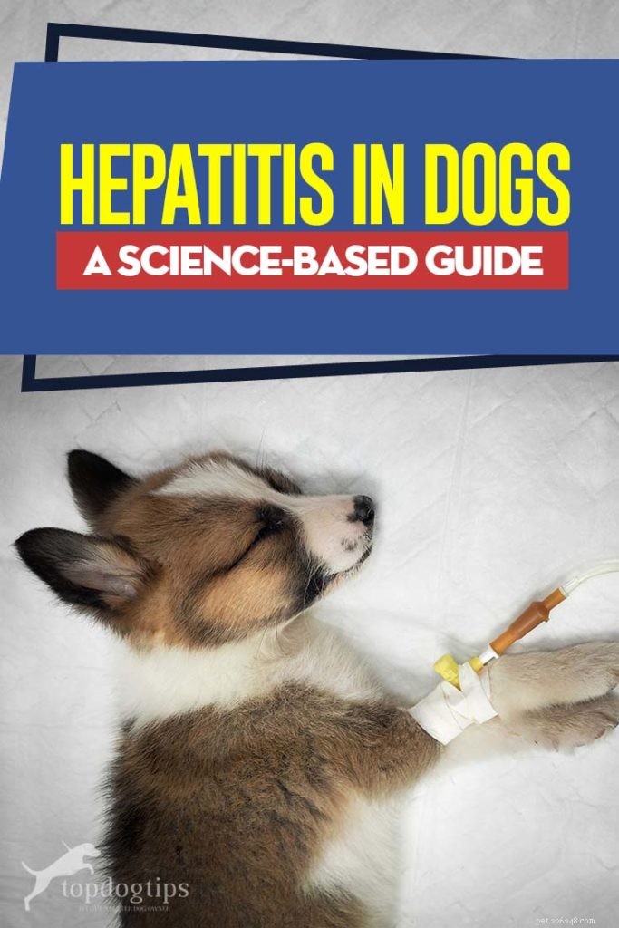 Canine Hepatitis Explained: Expert Insights for Pet Care
