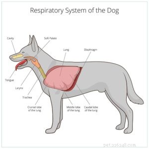 Understanding Thorax Issues in Dogs: Causes, Symptoms, and Diagnosis
