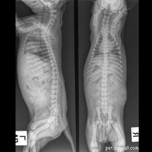 Dilated Cardiomyopathy in Dogs: Recognizing Symptoms, Prognosis, Survival Outlook, and Treatment Strategies