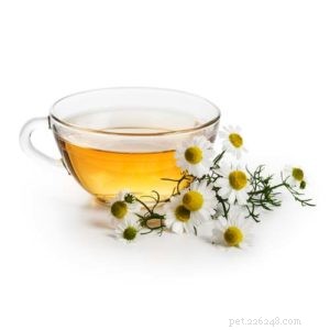 6 Effective Home Remedies for Dry Skin in Dogs