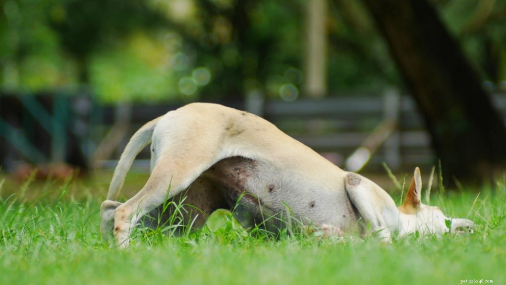 6 Effective Home Remedies for Dry Skin in Dogs