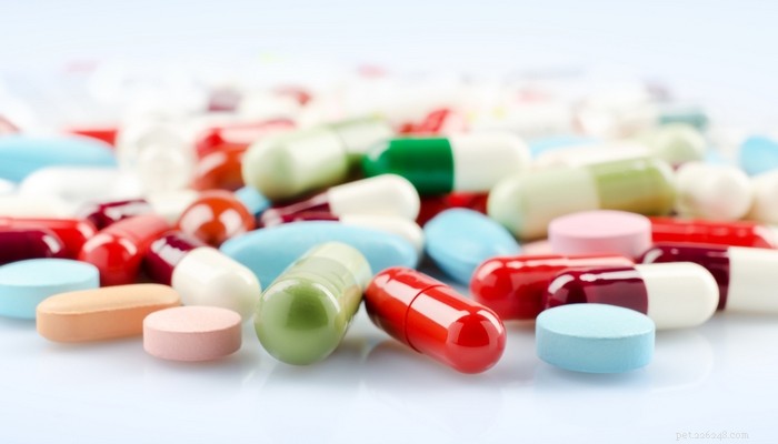 25 Essential Dog Medications and When to Use Them