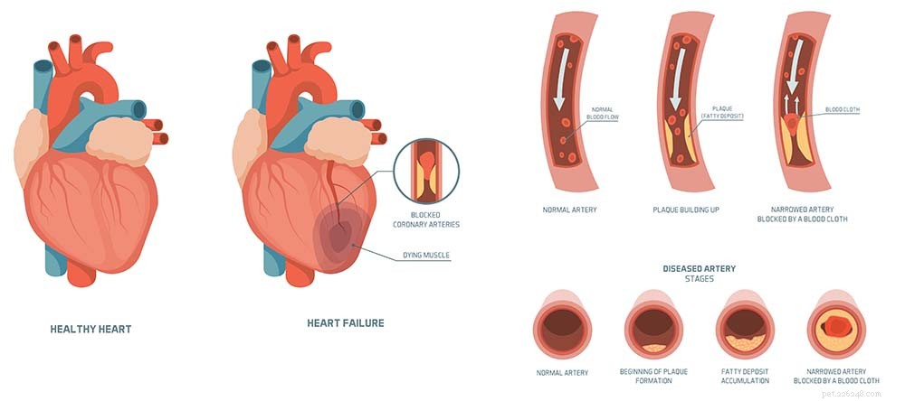 Preventing Heart Attacks in Dogs: Essential Tips for a Healthy Canine Heart