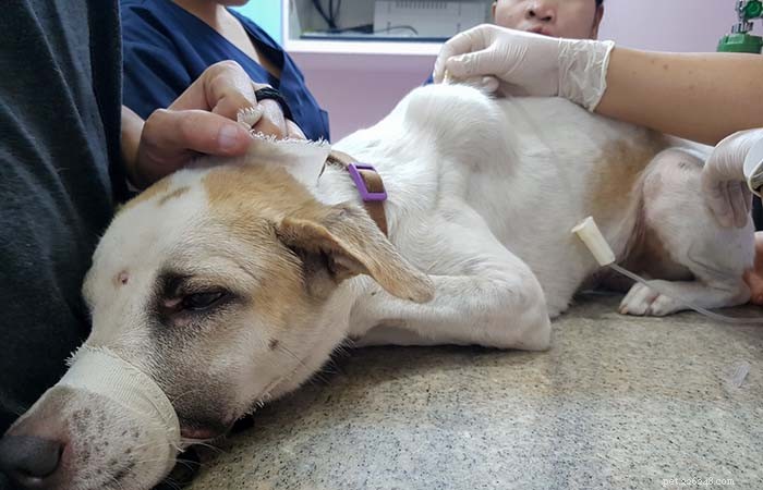 How to Shrink a Dog s Tumor: Trusted Strategies for Pet Owners