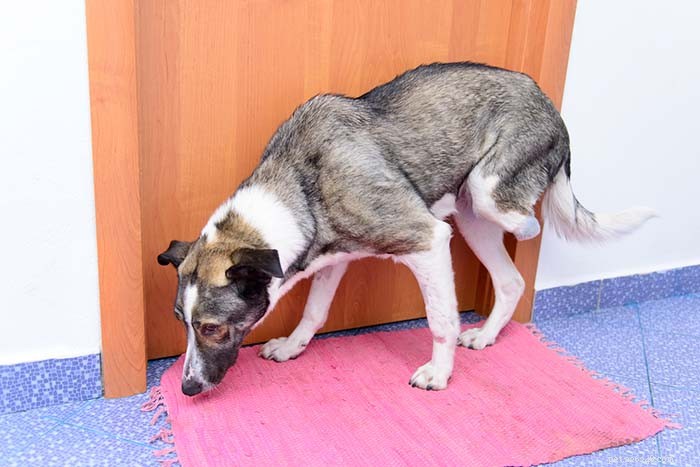 How to Shrink a Dog s Tumor: Trusted Strategies for Pet Owners