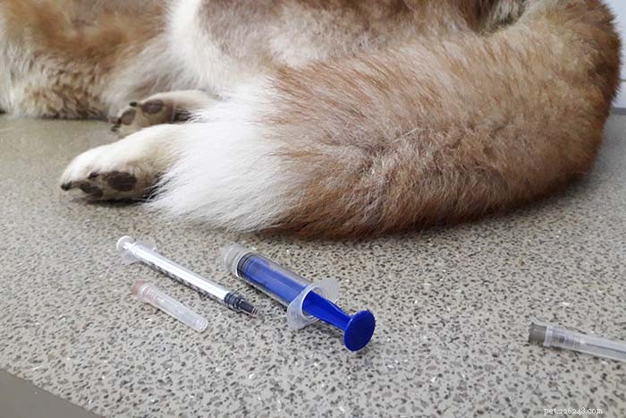 How to Shrink a Dog s Tumor: Trusted Strategies for Pet Owners