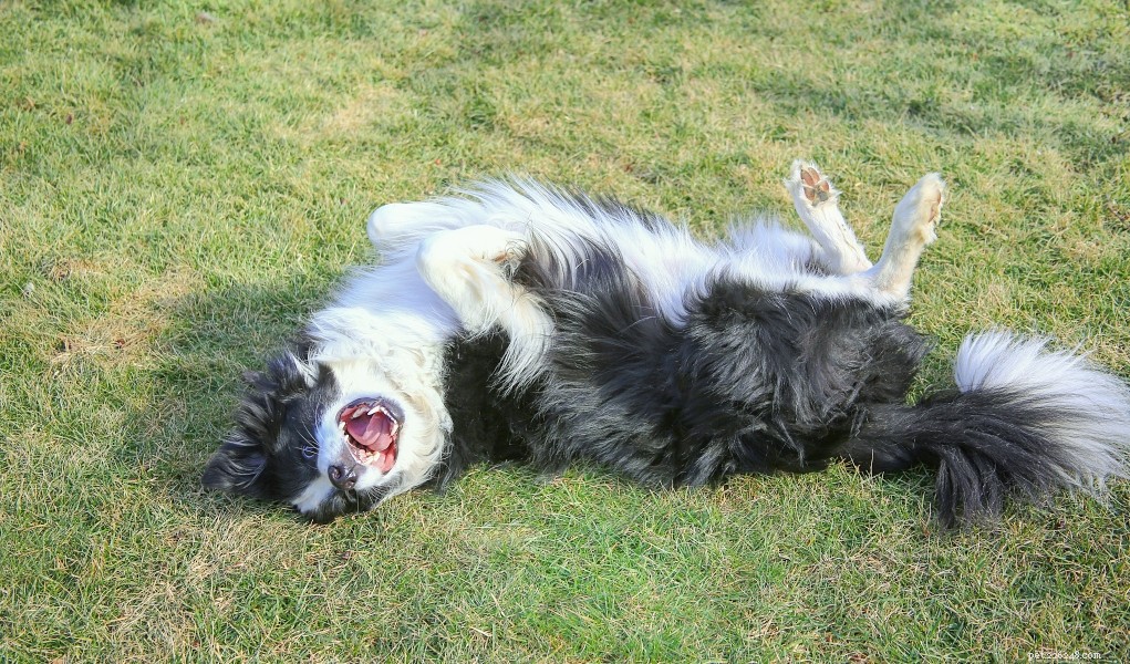 DIY Natural Calming Spray for Dogs: Safe, Effective, and Easy to Make