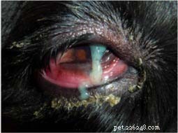 Understanding Dry Eye in Dogs: Causes, Symptoms, and Effective Treatments