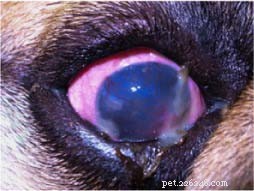 Understanding Dry Eye in Dogs: Causes, Symptoms, and Effective Treatments
