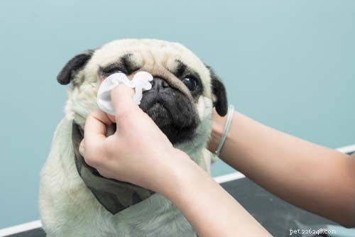 Understanding Dry Eye in Dogs: Causes, Symptoms, and Effective Treatments