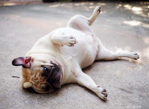30-Day Dog Weight Loss Plan: Safe & Effective Steps to Slim Your Overweight Pet