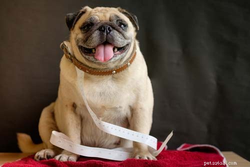 30-Day Dog Weight Loss Plan: Safe & Effective Steps to Slim Your Overweight Pet
