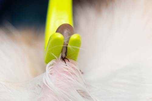 Safe Tick Removal for Dogs: A Step‑by‑Step Guide