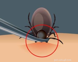 Safe Tick Removal for Dogs: A Step‑by‑Step Guide