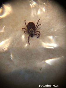 Safe Tick Removal for Dogs: A Step‑by‑Step Guide