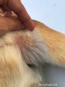 Safe Tick Removal for Dogs: A Step‑by‑Step Guide