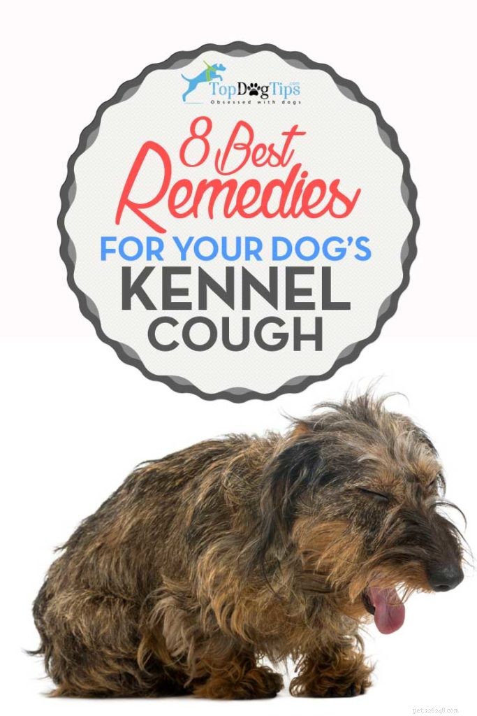 8 Proven Home Remedies to Ease Your Dog s Kennel Cough