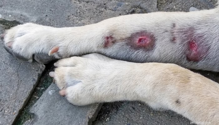 6 Dog Skin Disorders: Symptoms, Causes, and Effective Treatments