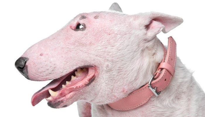 6 Dog Skin Disorders: Symptoms, Causes, and Effective Treatments