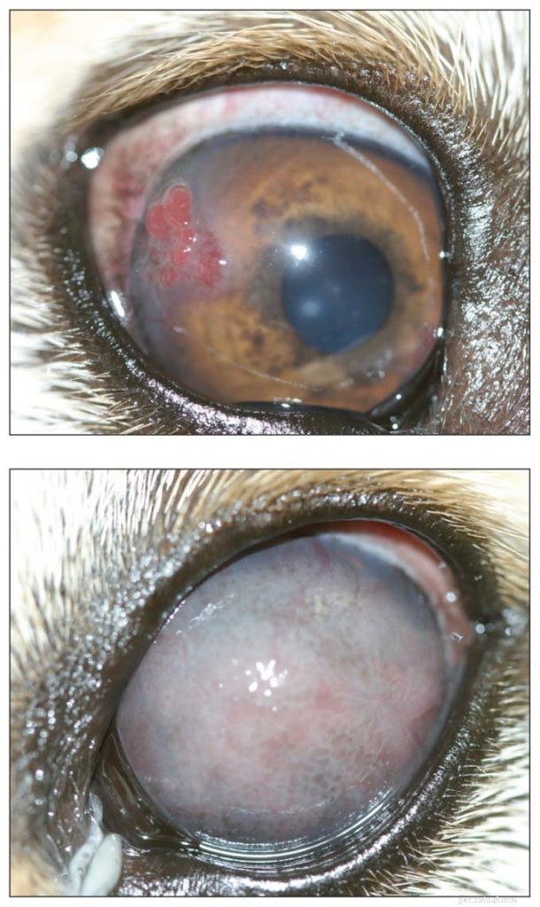 Comprehensive Guide to Preventing and Treating Dog Eye Infections – Evidence‑Based Tips