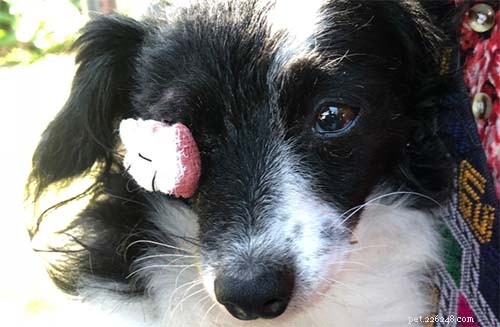 Comprehensive Guide to Preventing and Treating Dog Eye Infections – Evidence‑Based Tips