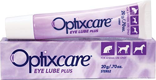 Comprehensive Guide to Preventing and Treating Dog Eye Infections – Evidence‑Based Tips