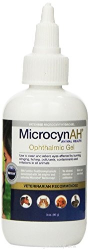 Comprehensive Guide to Preventing and Treating Dog Eye Infections – Evidence‑Based Tips