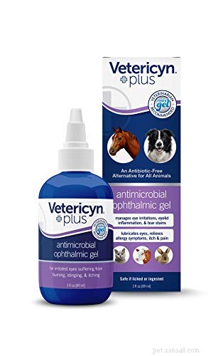 Comprehensive Guide to Preventing and Treating Dog Eye Infections – Evidence‑Based Tips